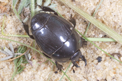 Pachylister