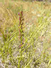 Prasophyllum appendiculatum