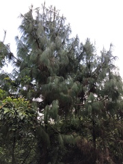Pinus wallichiana