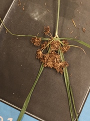 Cyperus pseudovegetus