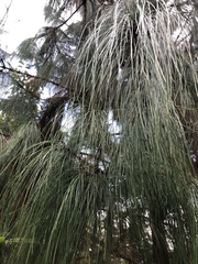 Pinus wallichiana