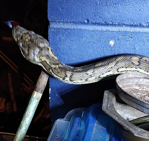 Coastal Carpet Python sighting