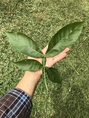 Melicoccus bijugatus