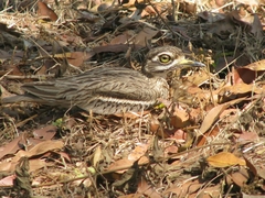 Burhinus indicus