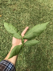 Melicoccus bijugatus