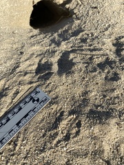 Dipodomys deserti