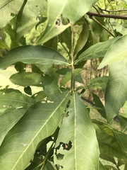 Melicoccus bijugatus