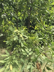 Melicoccus bijugatus