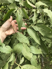 Melicoccus bijugatus