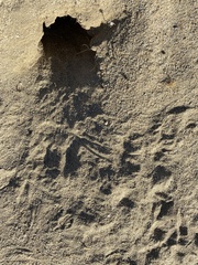 Dipodomys deserti