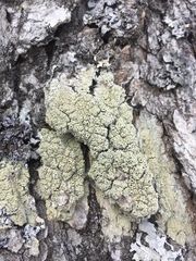 Pertusaria rubefacta