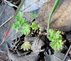 Alchemilla microcarpa