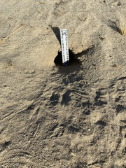 Dipodomys deserti