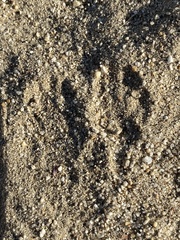 Dipodomys deserti
