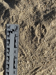 Dipodomys deserti