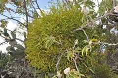 Phoradendron forestierae