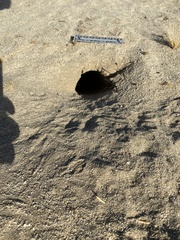 Dipodomys deserti