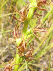 Prasophyllum appendiculatum