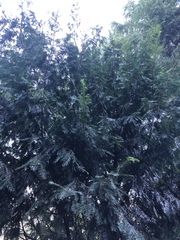 Taxus wallichiana
