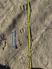 Dipodomys deserti