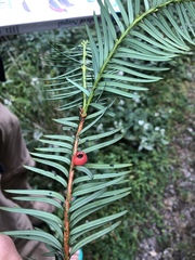 Taxus wallichiana