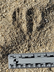 Dipodomys deserti