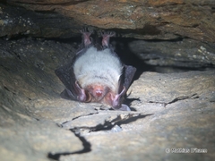 Myotis bechsteinii