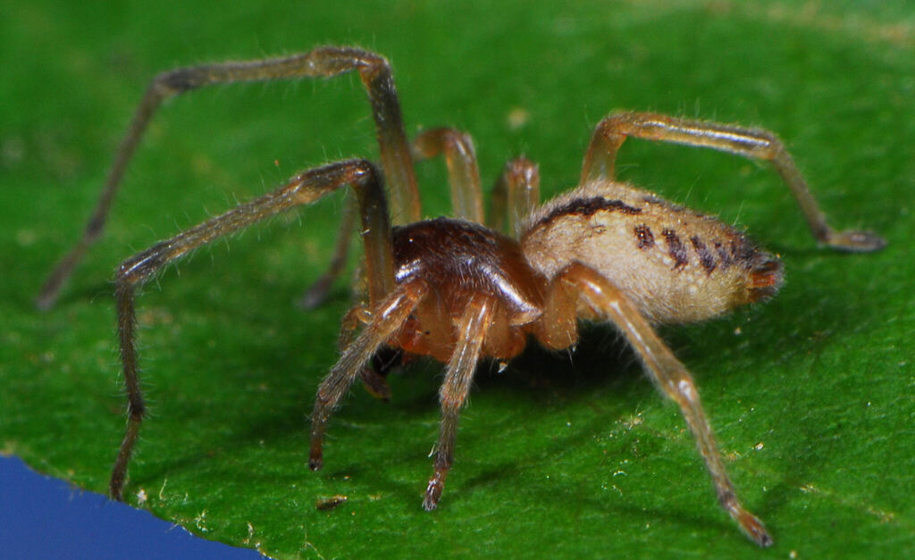 Cheiramiona clavigera