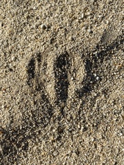 Dipodomys deserti