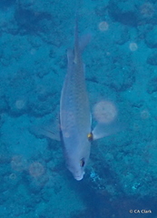 Chromis ovalis