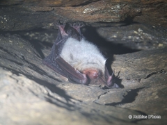 Myotis bechsteinii