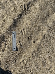 Dipodomys deserti