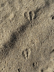 Dipodomys deserti