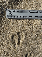 Dipodomys deserti