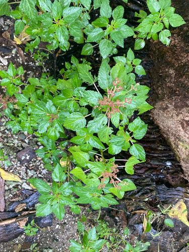 Laportea ruderalis observed 2025-09-05