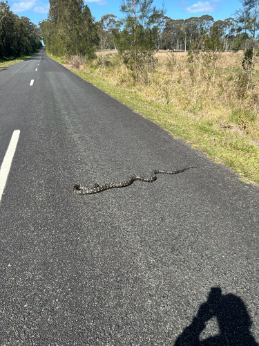 Coastal Carpet Python sighting