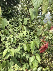 Viburnum mullaha