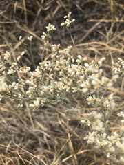 Eriogonum effusum