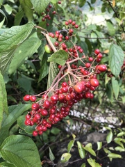 Viburnum mullaha