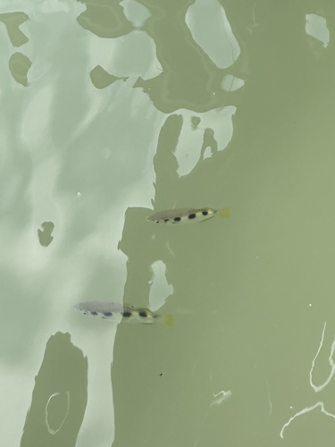 Barracuda