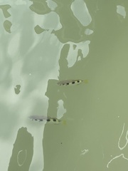 Barracuda