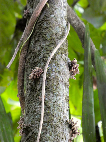 Pseuduvaria froggattii, photograph 4