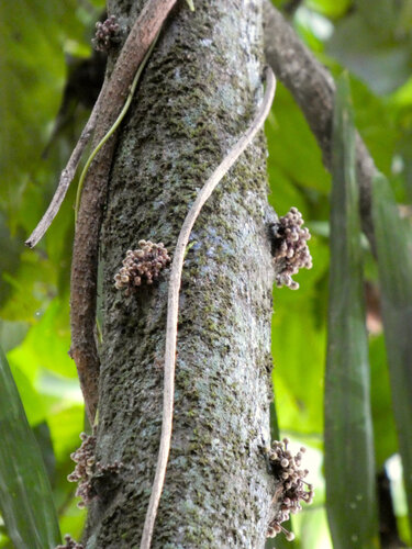 Pseuduvaria froggattii, photograph 5