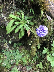 Primula glomerata