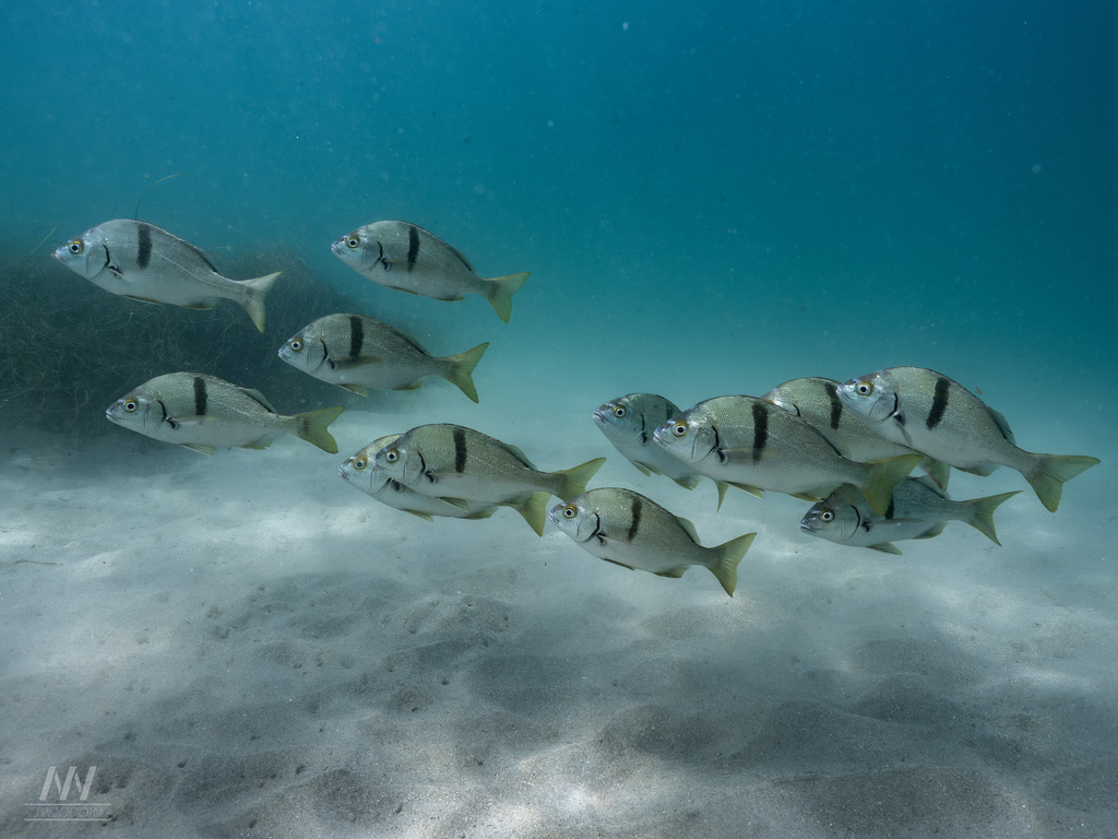 Grunt (Anisotremus davidsonii) — Haemulidae