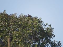 Trigonoceps occipitalis