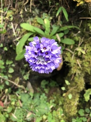 Primula glomerata