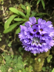 Primula glomerata