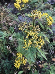 Jacobaea graciliflora