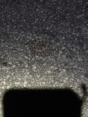 Sistrurus miliarius streckeri